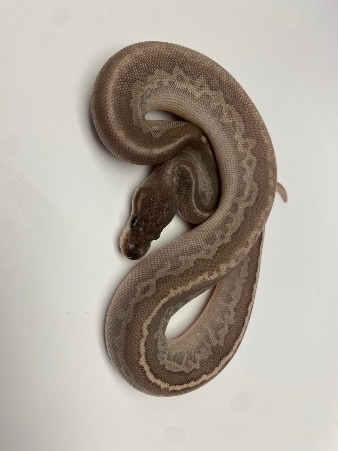 Jolt Het Red Axanthic Bongo Ball Python by Wicked Oak Pythons MorphMarket