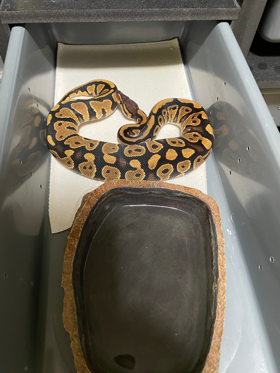 Gravel Or Yellow Belly 100 Het Clown (Free Shipping) Ball Python by JV