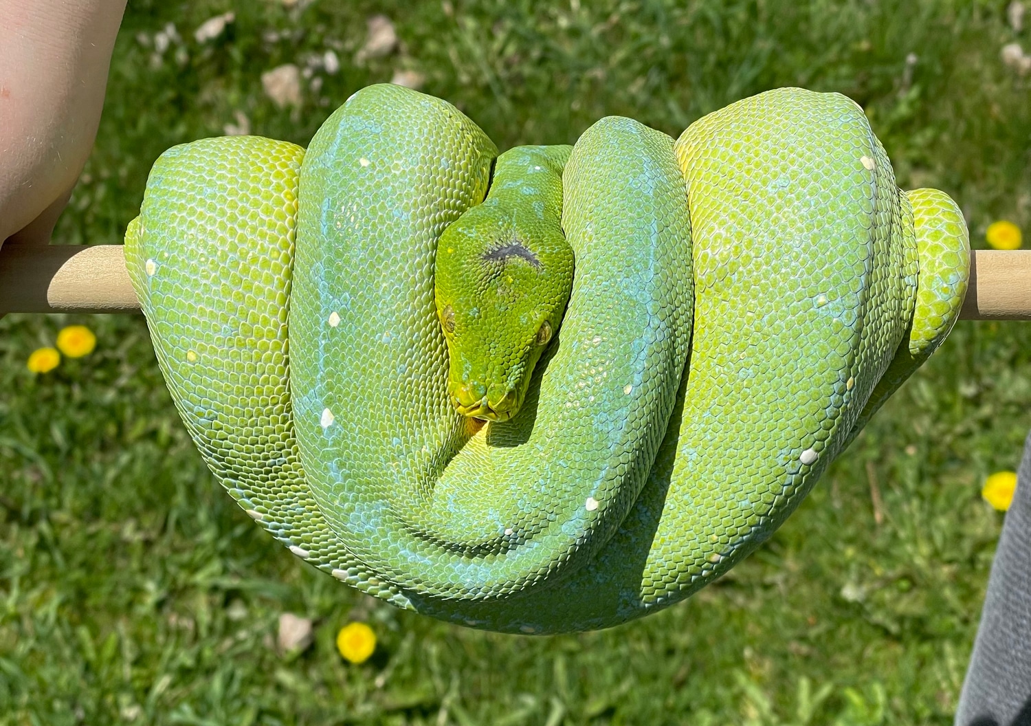 Adult Female Jayapura Green Tree Python by AKA Noodles - MorphMarket