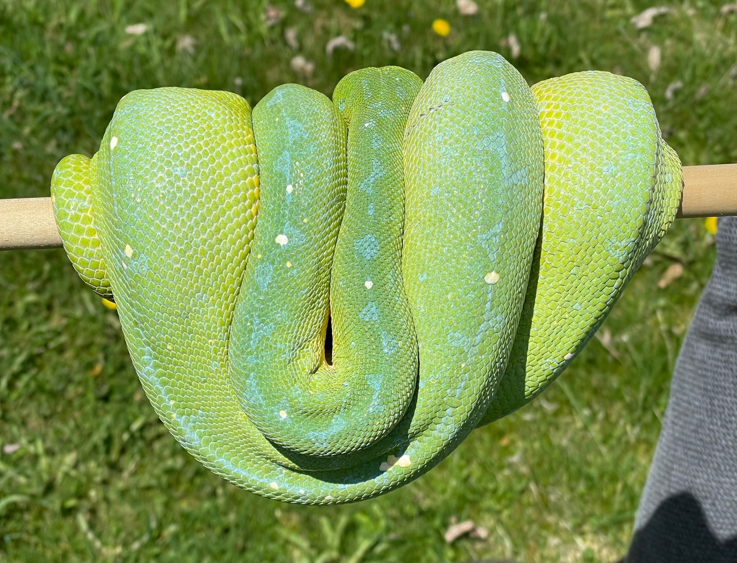 Adult Female Jayapura Green Tree Python by AKA Noodles - MorphMarket