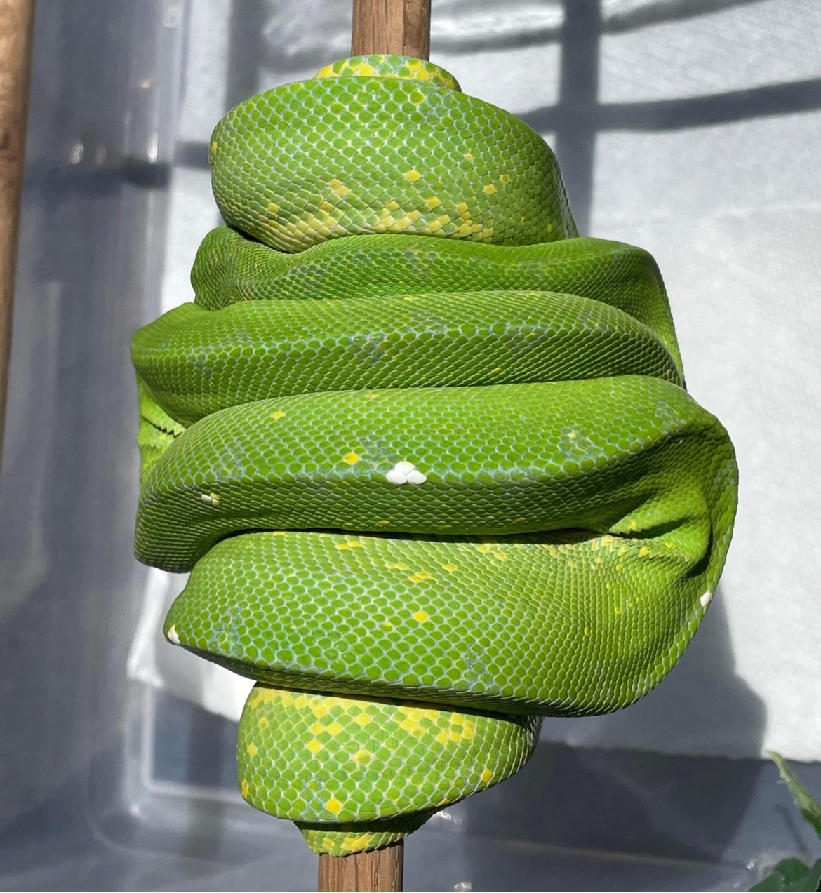 Manokwari X Biak Green Tree Python by AKA Noodles - MorphMarket