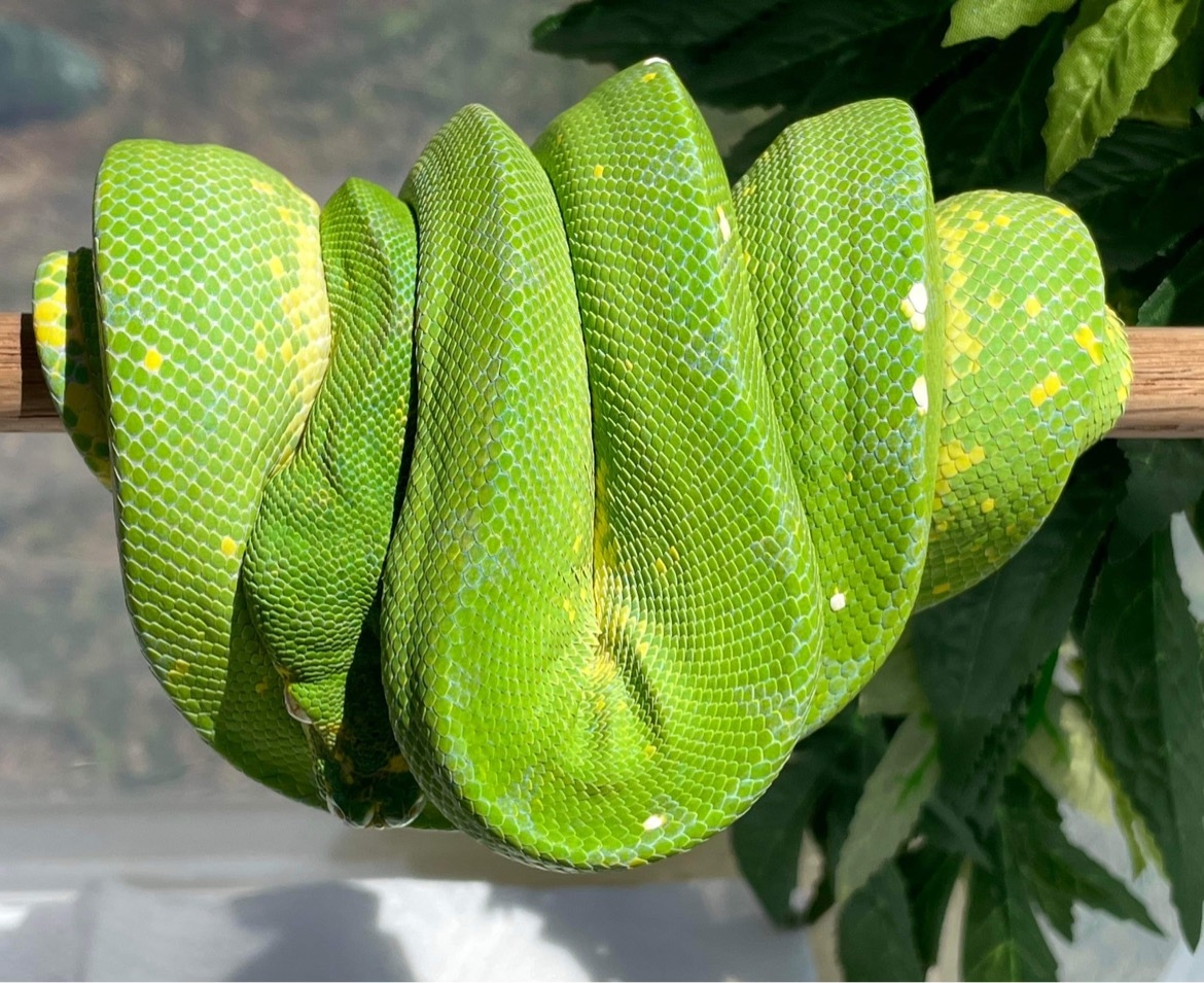Manokwari X Biak Green Tree Python by AKA Noodles - MorphMarket