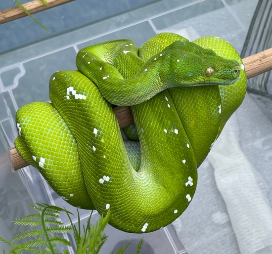 Aru Male Long Term Captive And Nido Neg Green Tree Python by AKA Noodles
