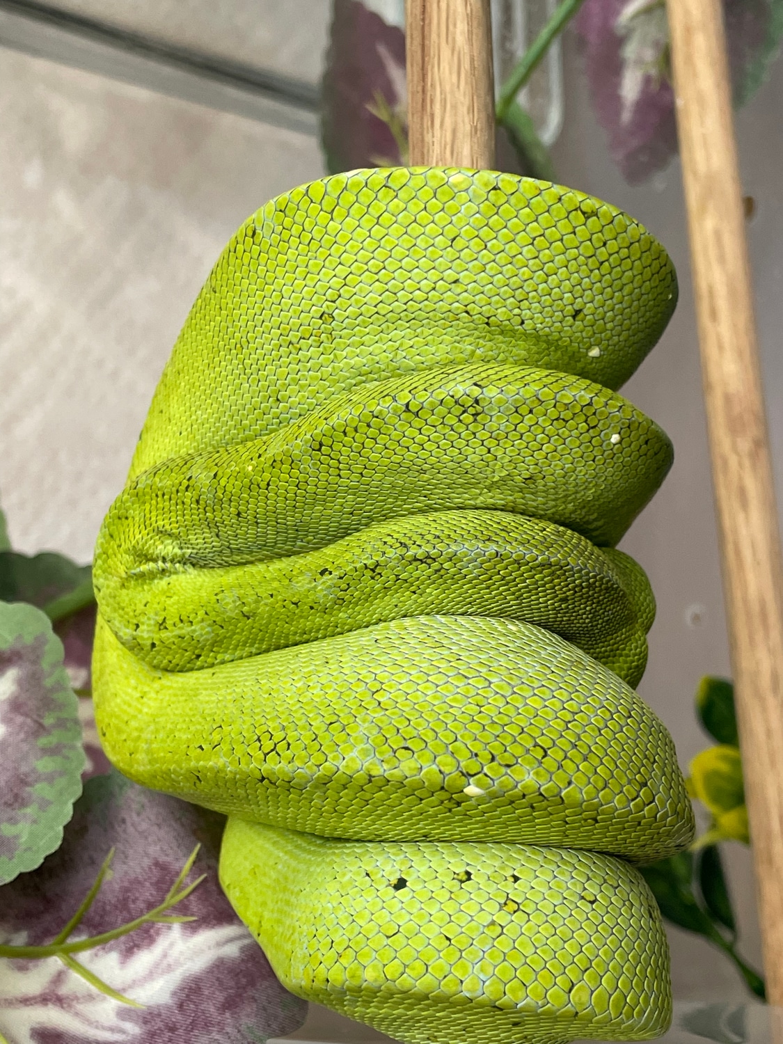 2019 Merauke/Cyclops X Undocumented Northern Type Green Tree Python by ...