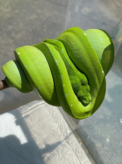 Merauke/Cyclops X Undocumented Northern Type Green Tree Python by AKA ...