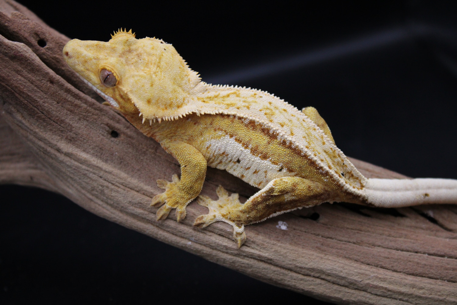 Stunning Yellow White Wall INCREDIBLE Genetics Crested Gecko by Jaski ...