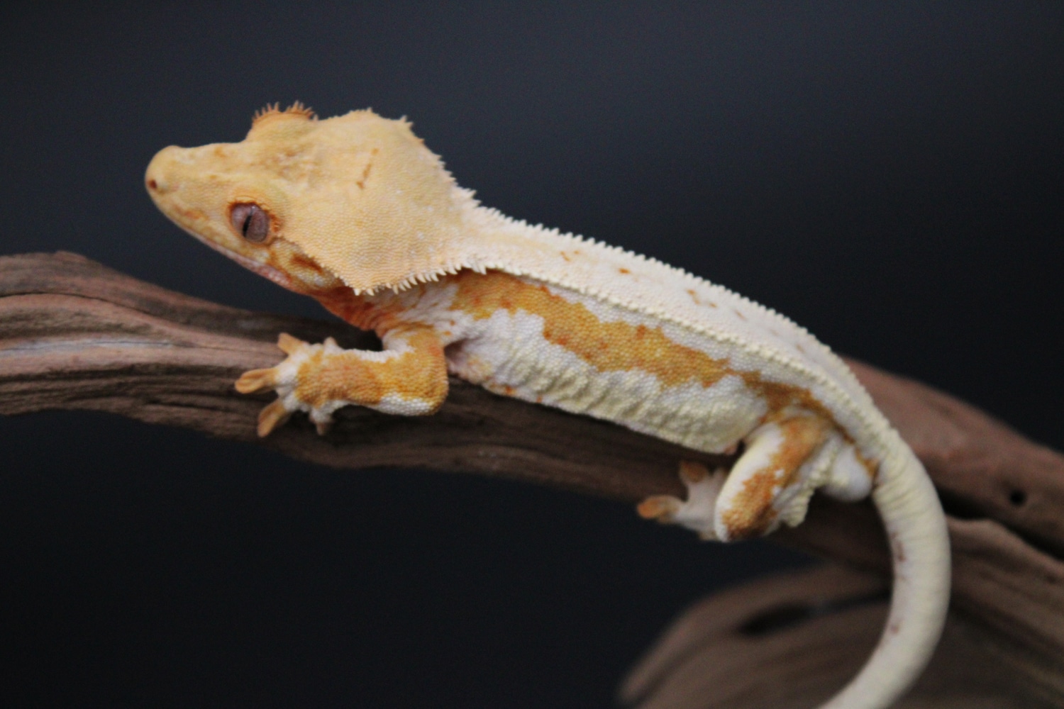 Holdback Release! Insane Yellow Lilly White Crested Gecko by Jaski