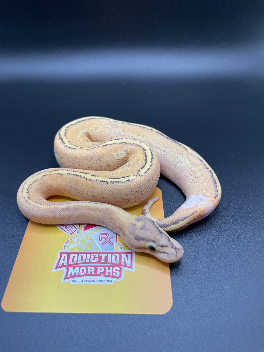 Enchi Puma W/ Ringer Ball Python by Addiction Morphs - MorphMarket