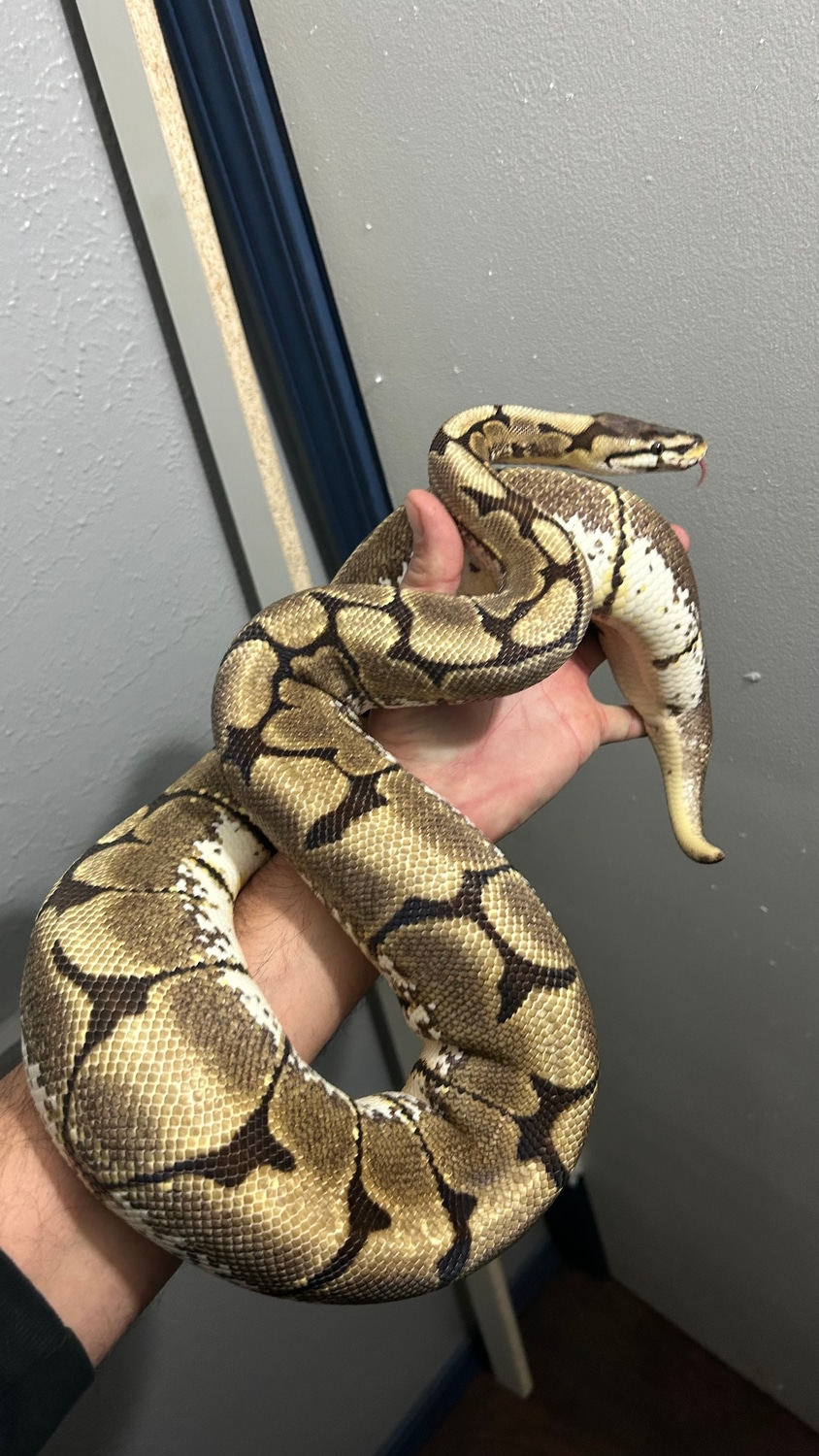 Spider Female RTB Ball Python by Addiction Morphs - MorphMarket