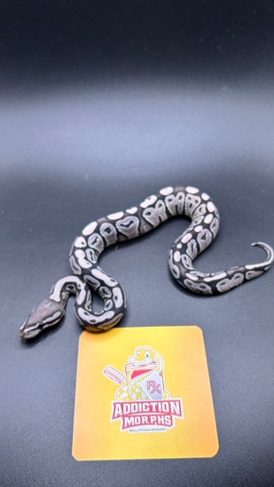 Pastel VPI Ghost “True Ghost” Ball Python by Addiction Morphs