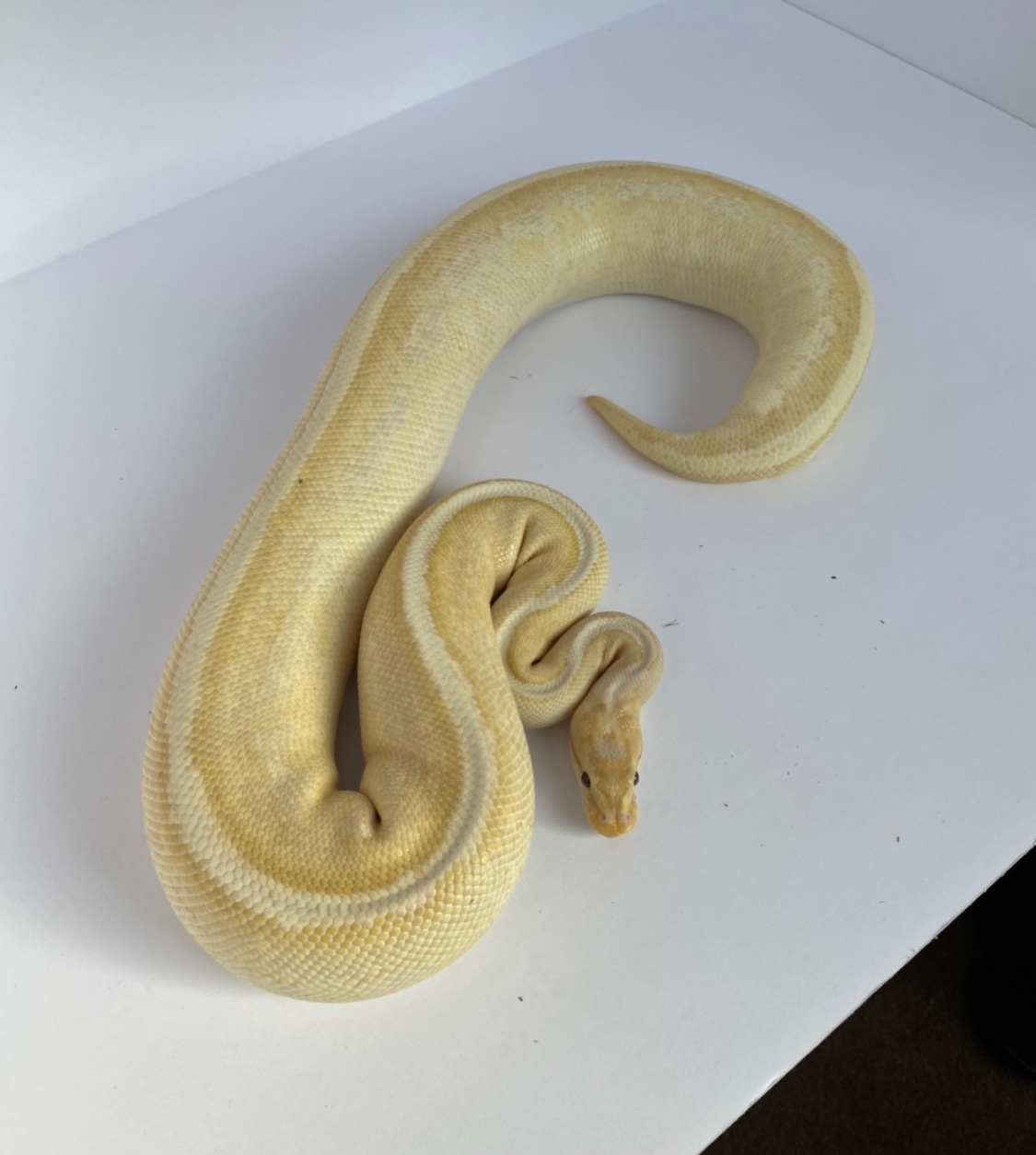 Banana Super Stripe Ball Python by Jay’s Pythons & Boas MorphMarket