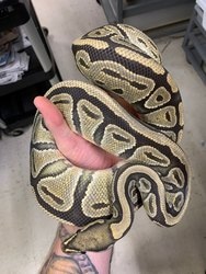Ghost Proven Ghost Proven 100% Het Piebald Proven Breeder Ball Python by Extreme ...