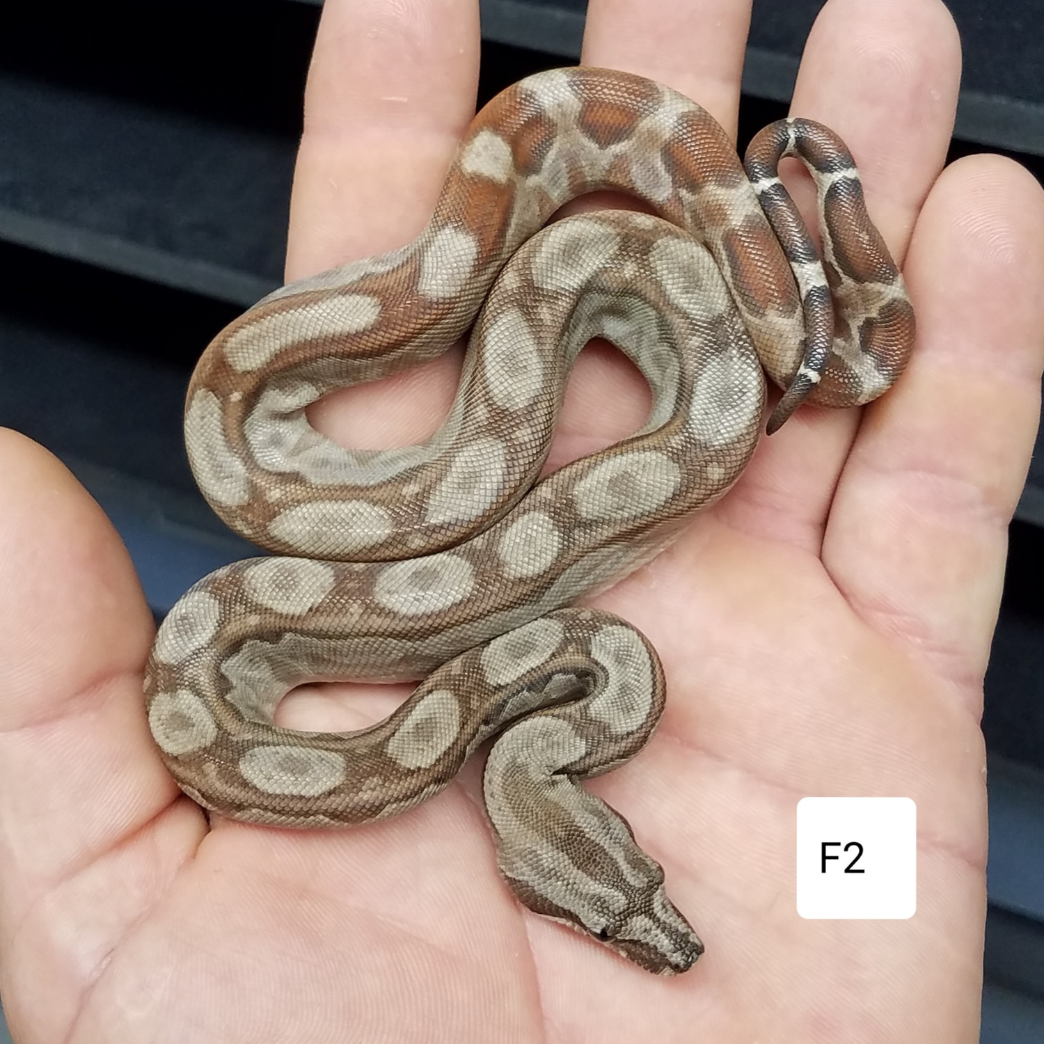 Tpos Albino Motley Boa Constrictor by Kittinger Reptiles MorphMarket