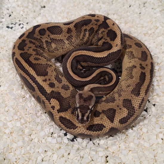 Acid Leopard Black Pastel Fire Ball Python by Kittinger Reptiles