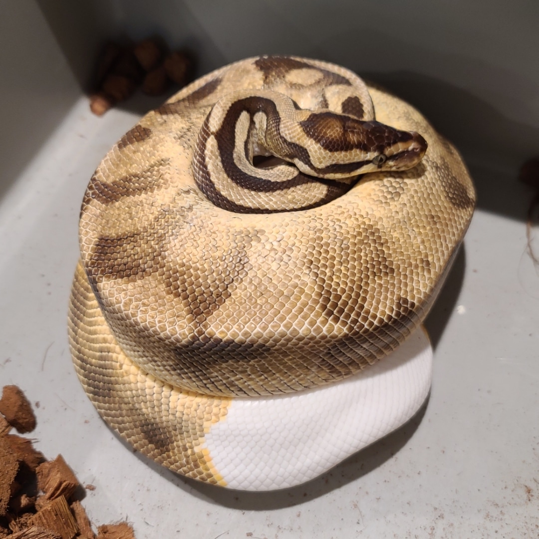 Pastel Enchi Pied Ball Python by Kittinger Reptiles MorphMarket