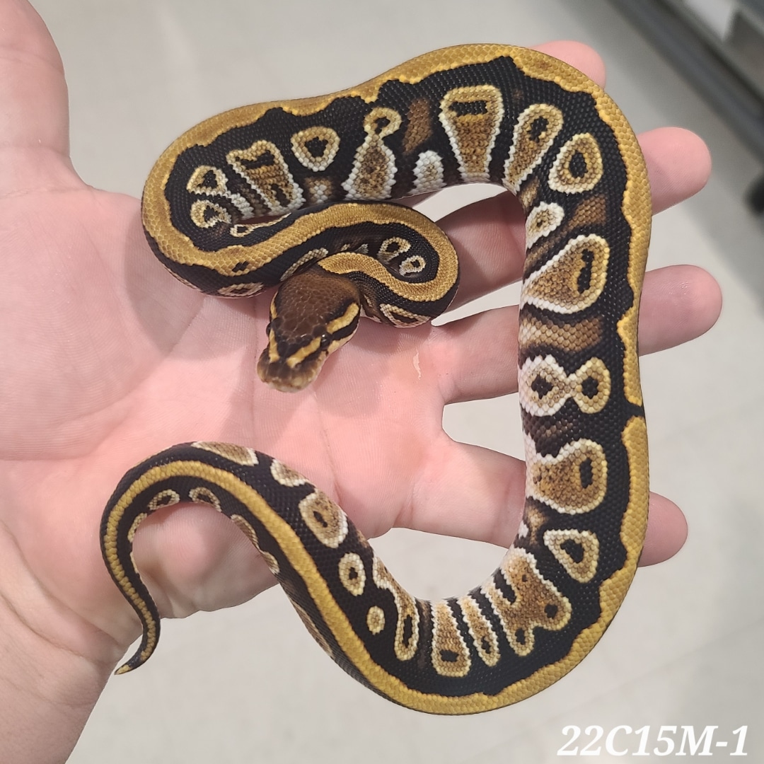 Cypress Het Clown Ball Python by Kittinger Reptiles - MorphMarket