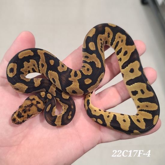 Acid Clown Ball Python by Kittinger Reptiles