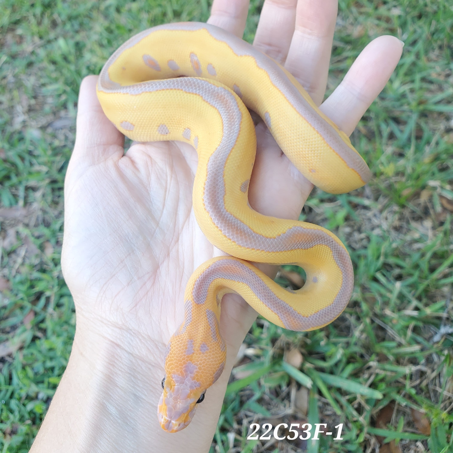 Banana Leopard Clown Ball Python by Kittinger Reptiles MorphMarket