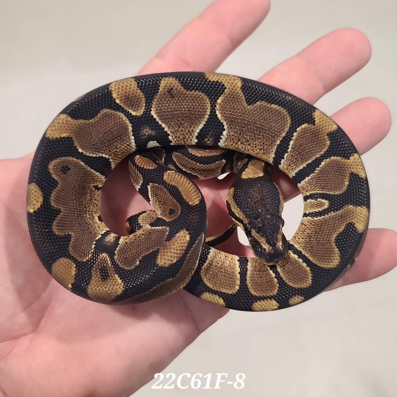 Normal Dbl Het DG Pied Ball Python by Kittinger Reptiles - MorphMarket