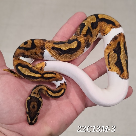 Pied Het Hypo Pos OD Ball Python by Kittinger Reptiles