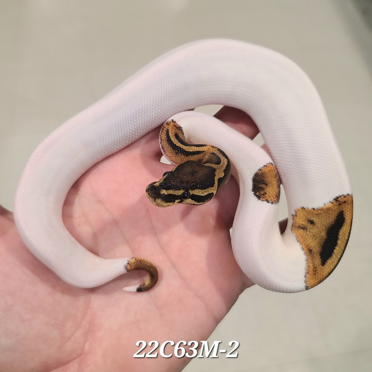 Pied Het Hypo Pos OD Ball Python by Kittinger Reptiles - MorphMarket