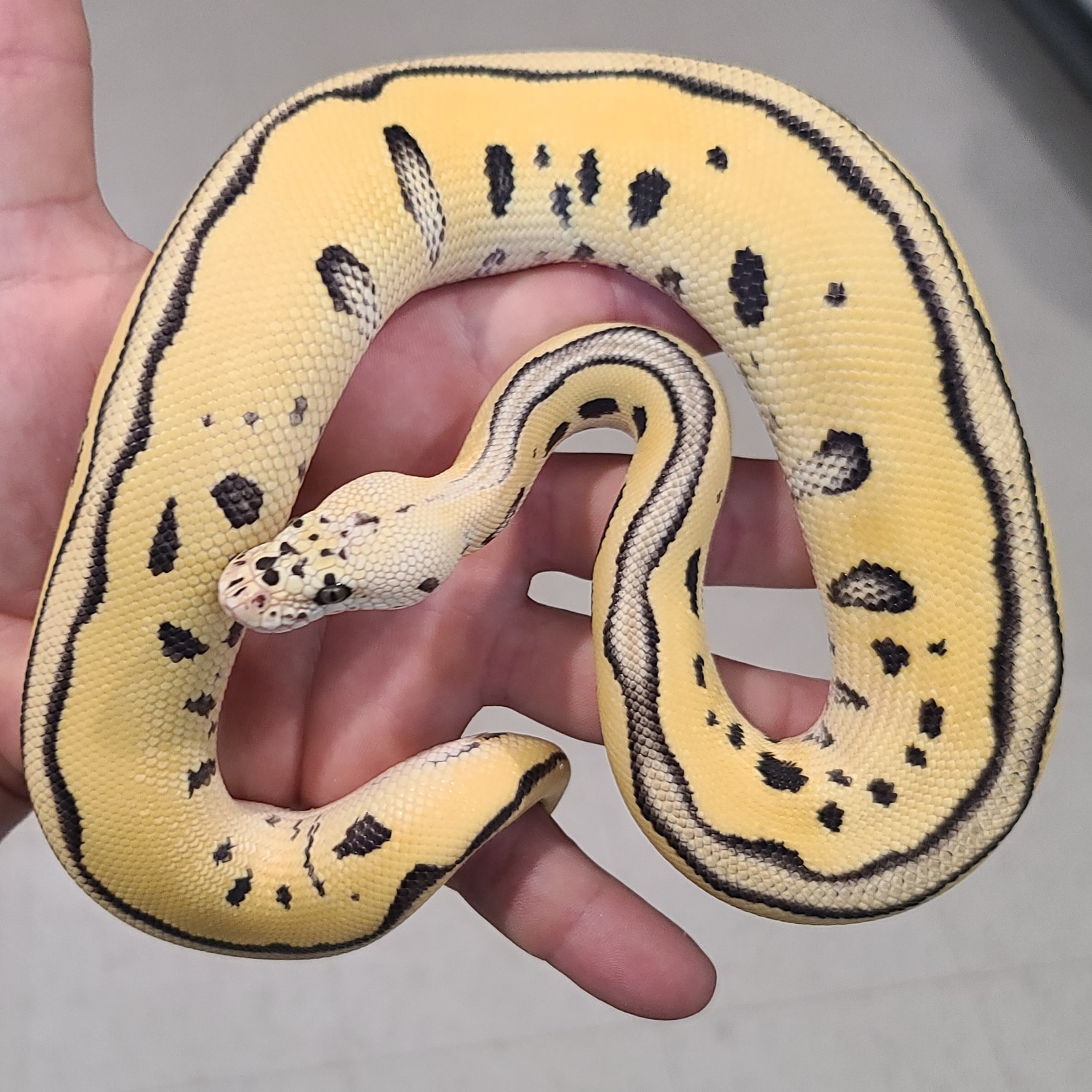 Pastel Leopard DG Clown Ball Python by Kittinger Reptiles - MorphMarket