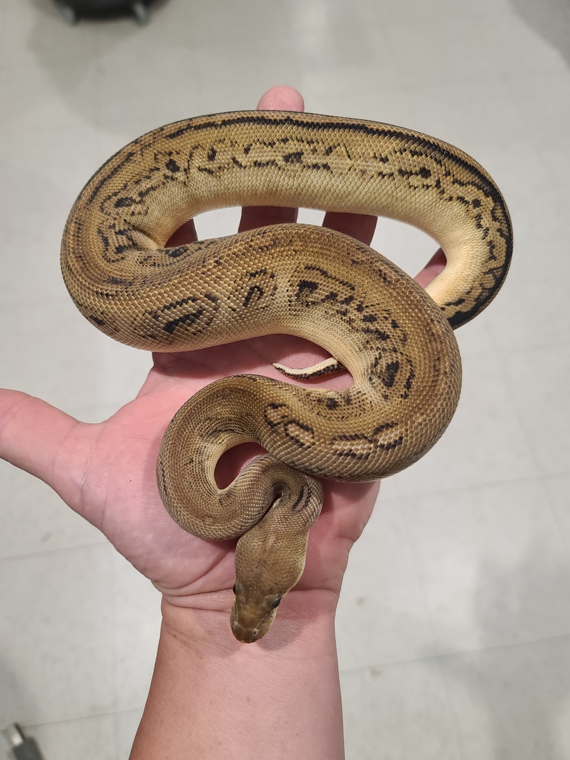 Bongo Cinnamon Clown Ball Python by Kittinger Reptiles MorphMarket