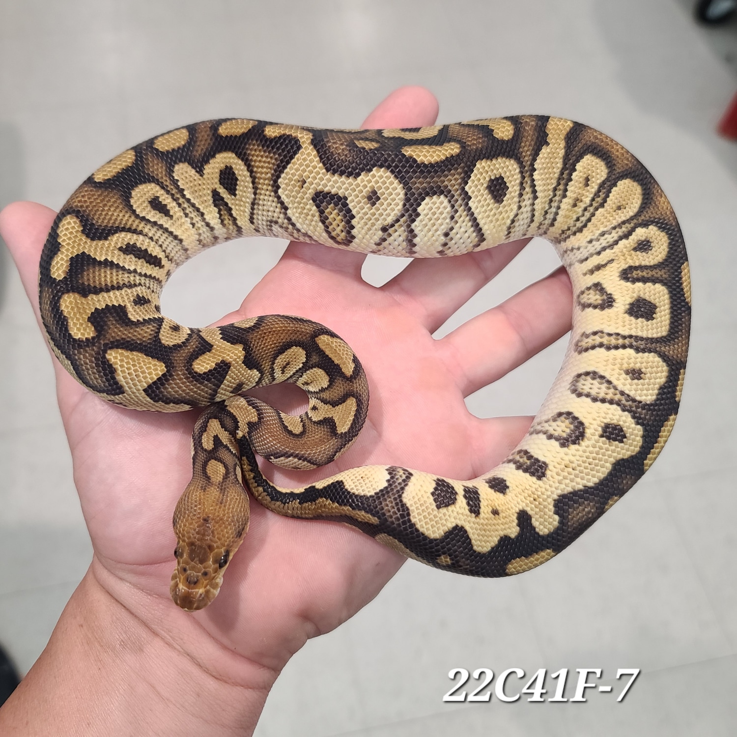 Cypress Clown - (Free Shipping) Ball Python by Kittinger Reptiles ...
