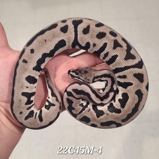 ✨ ハギー✨ VPI Axanthic Leopard Spotnose 66% Het Clown -(Free Shipping