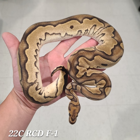 Calico Clown (Free Shipping!) Ball Python by Kittinger Reptiles
