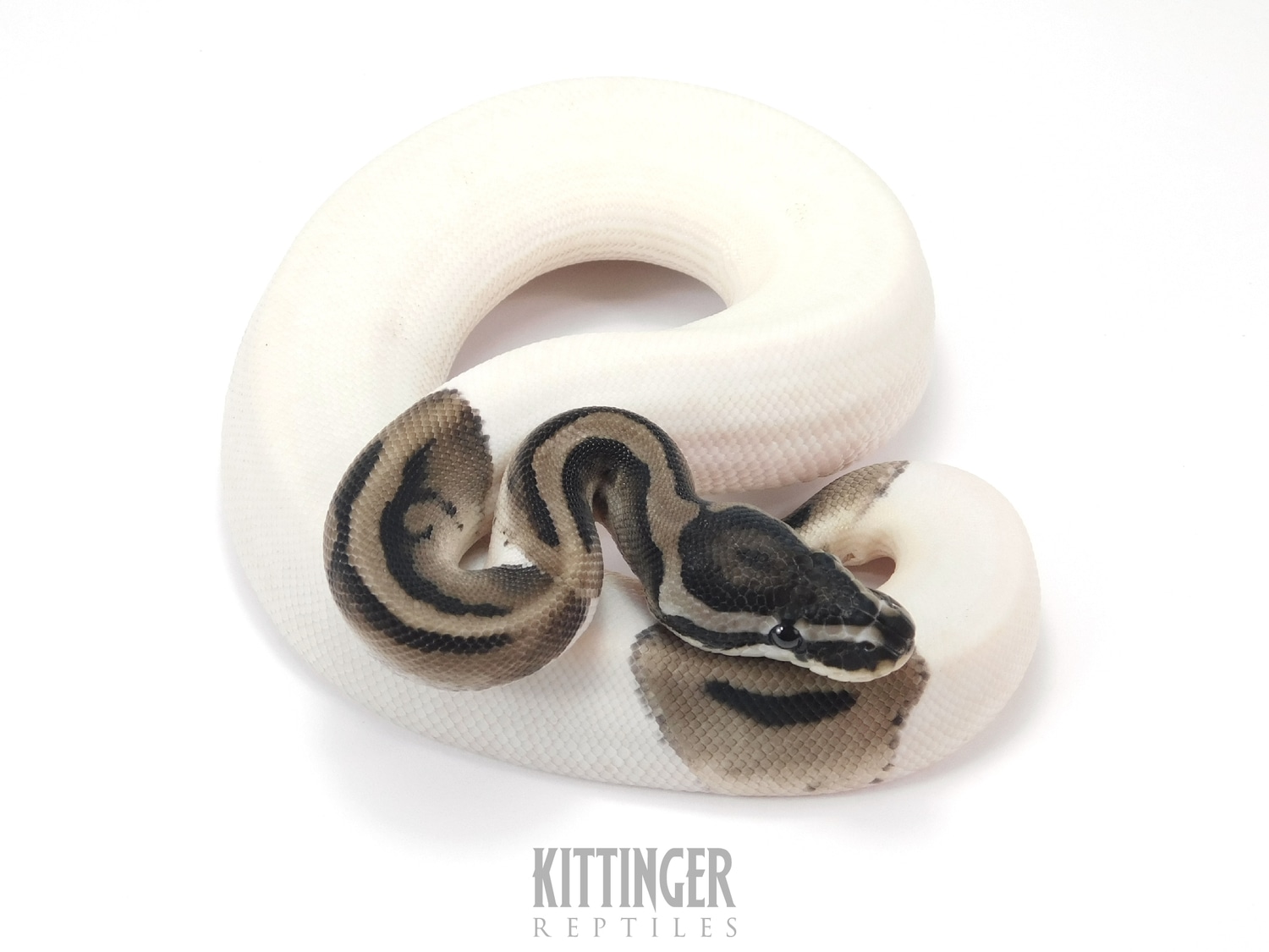 VPI Axanthic Pied Ball Python by Kittinger Reptiles - MorphMarket