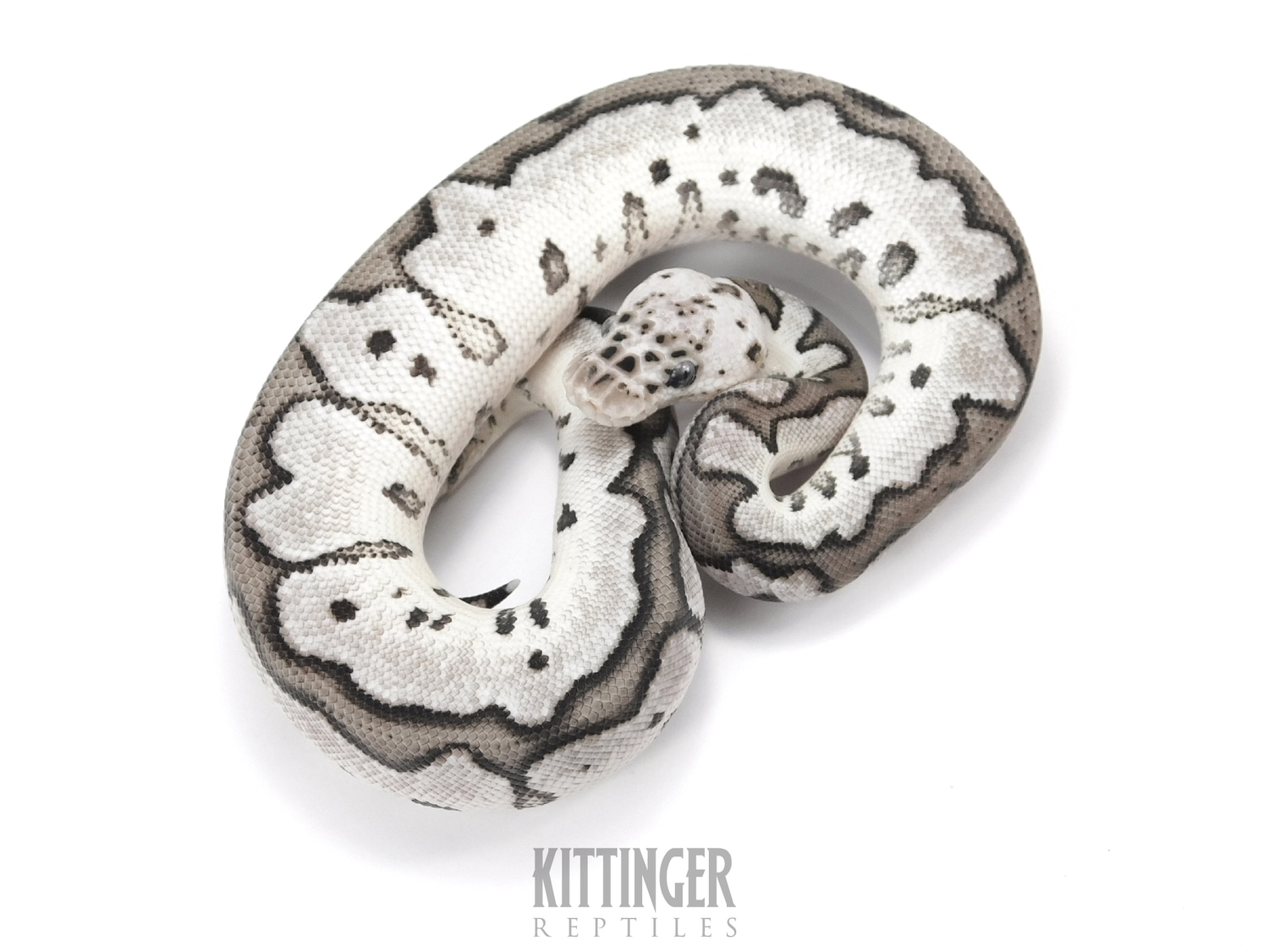 Pastel VPI Axanthic Clown Ball Python by Kittinger Reptiles - MorphMarket