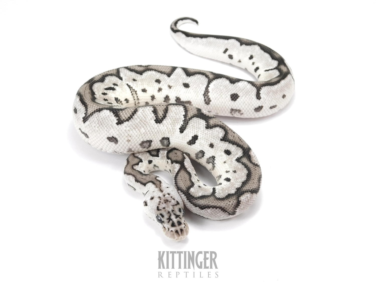Pastel VPI Axanthic Clown Ball Python by Kittinger Reptiles - MorphMarket