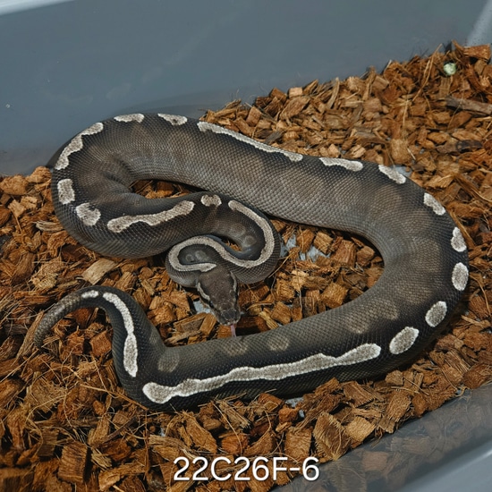 GHI Mojave VPI Axanthic Ball Python by Kittinger Reptiles