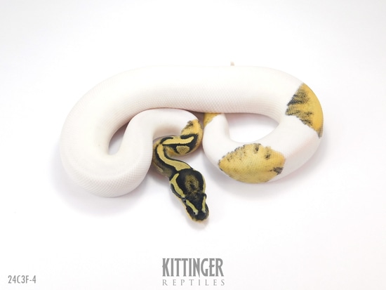 DG Pied Het VPI Axanthic Ball Python by Kittinger Reptiles