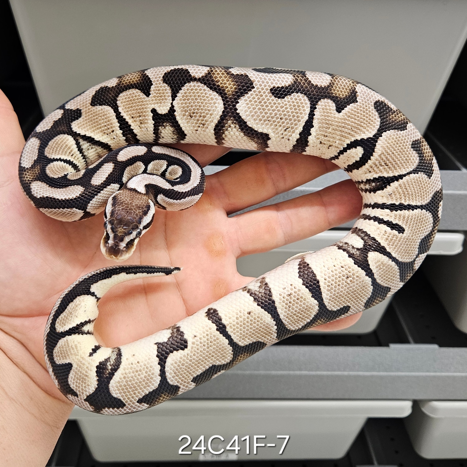 Vpi Axanthic Pastel Het Desert Ghost Profile Picture