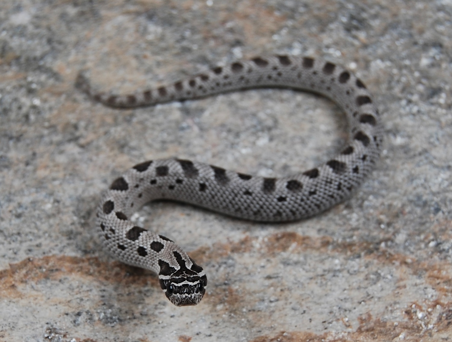 Axanthic Conda 66% Het Albino 50% Het Toffee Belly Profile Picture