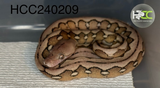 Female 25% Jampea 56.25% Kalatoa Platinum Tiger 100% Het Anery 66% Het ...