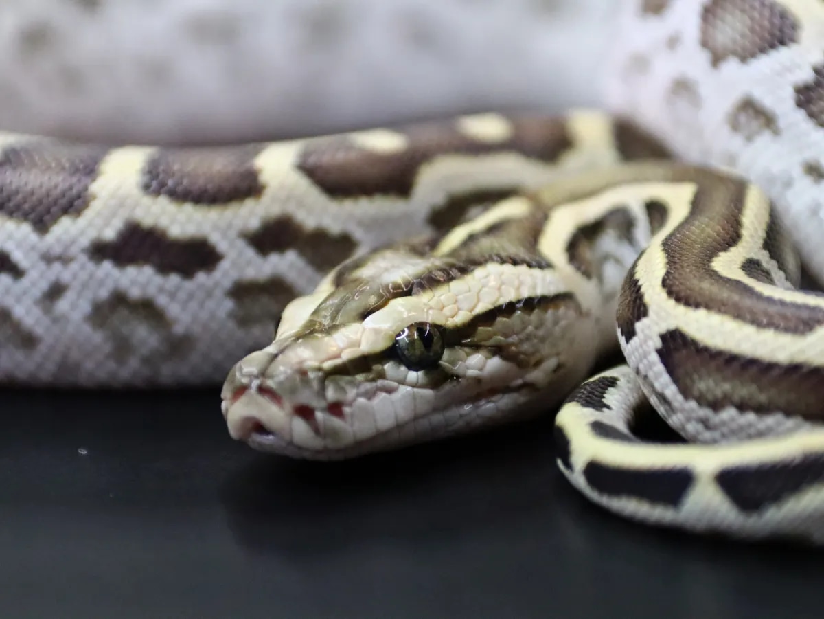 Hypo 66% Labyrinth 50% Het Albino, Green, Granite Burmese Python by