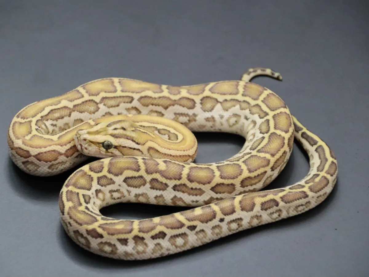 Hypo 100% Het Albino 50% Het Labyrinth, Green, Granite Burmese Python ...