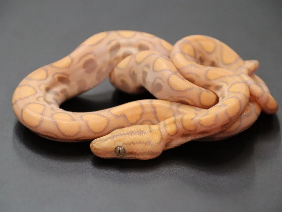 T+ Albino Brazilian Rainbow Boa by Jason's Exotic Reptiles - MorphMarket - Frozen-Thawed Brazilian Rainbow Boas' Calcium Requirements