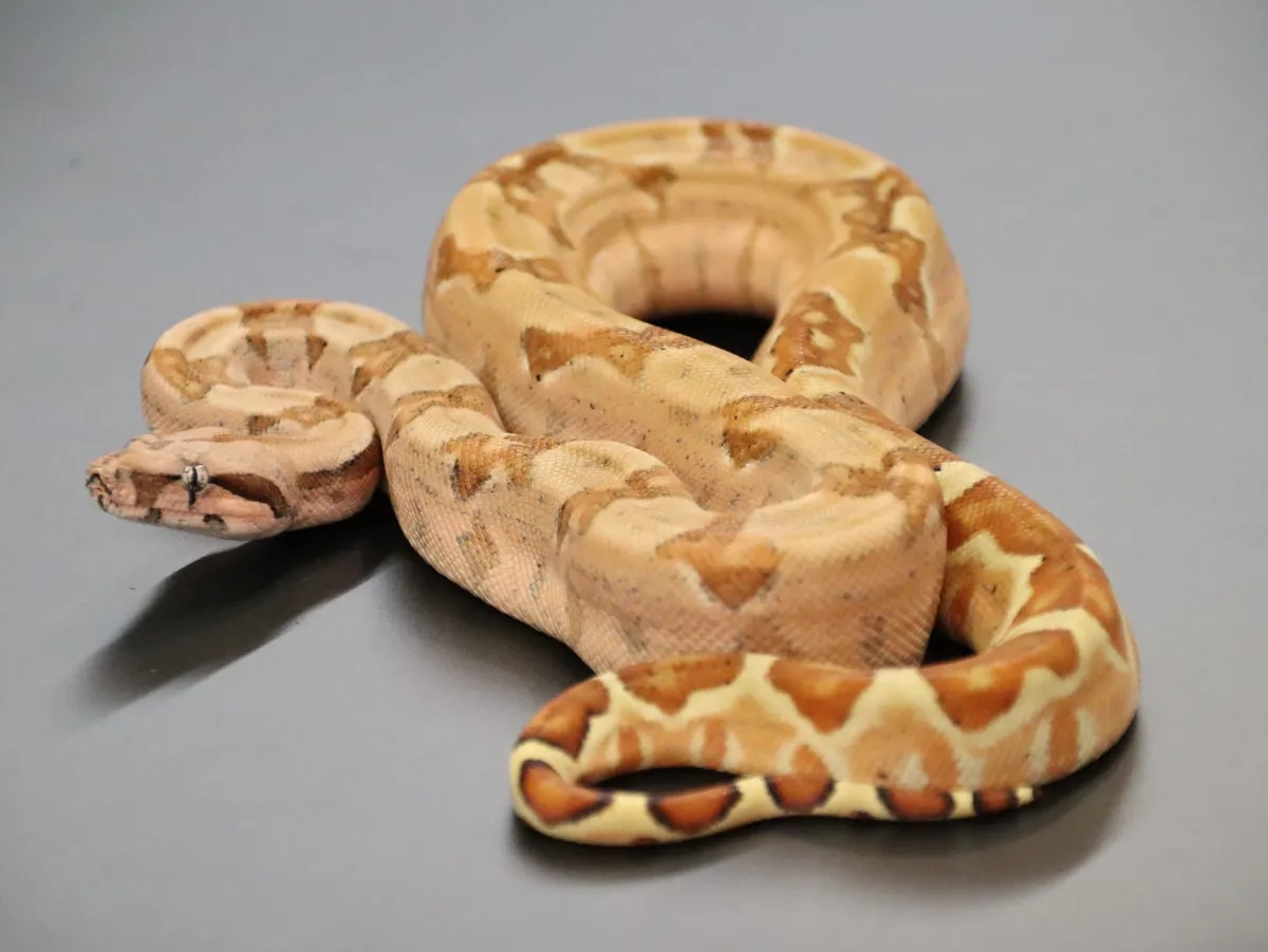 Redline Hypo 100 Het Burke T+ Albino Boa Constrictor by Jason's Exotic