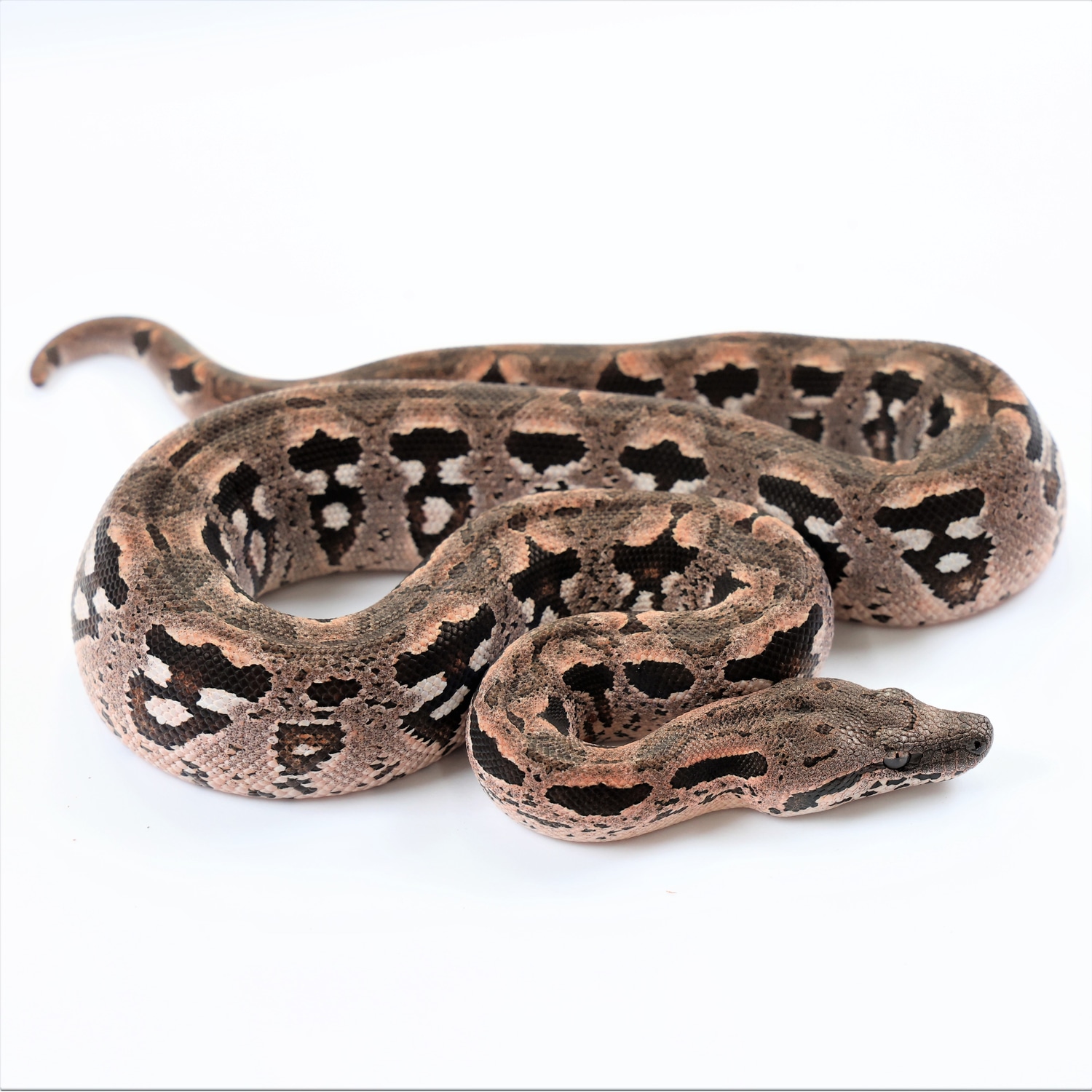 Dumerils Ground Boa by Jason's Exotic Reptiles MorphMarket