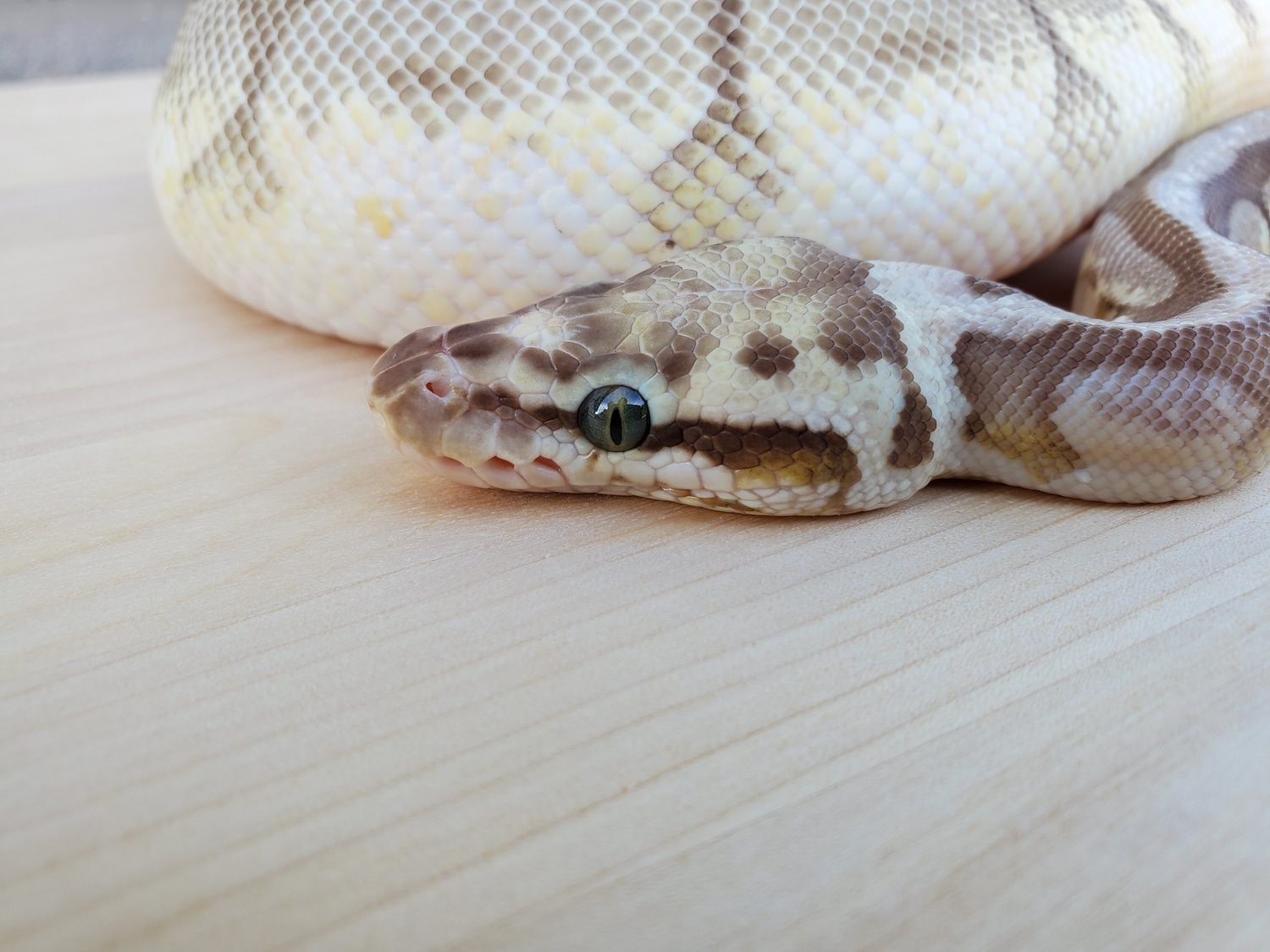 Queen Bee Female Ball Python by Jasons Snakes and Reptiles - MorphMarket