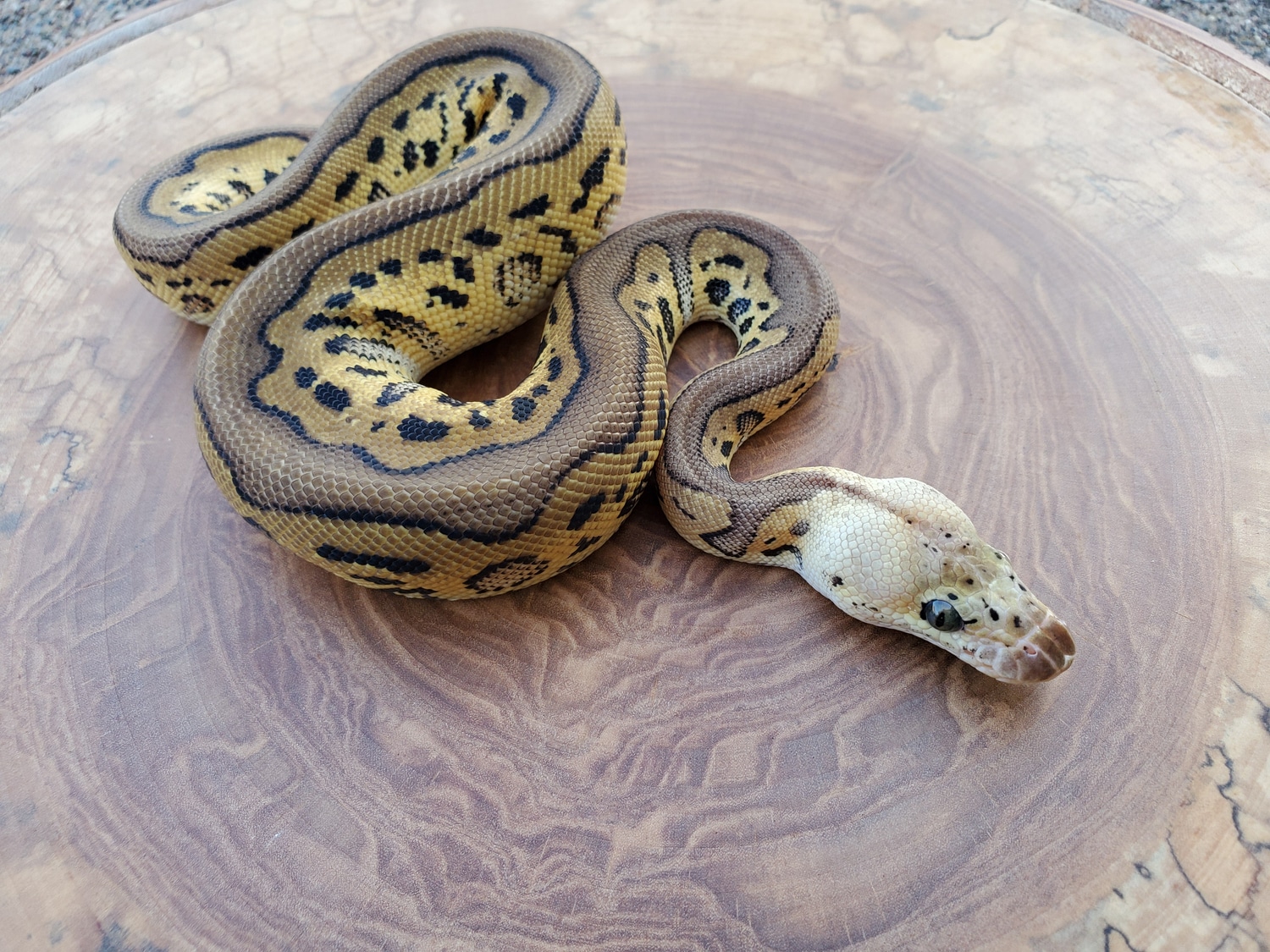 Pastel Leopard Clown Ball Python by Jasons Snakes and Reptiles MorphMarket
