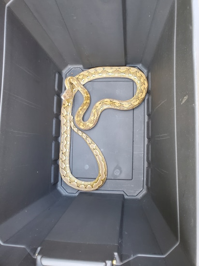 Super Dwarf Platinum Het Anery Reticulated Python by Jasons Snakes and ...