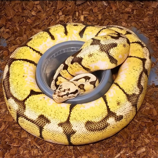 Friendly Bumblebee Female Pos Yellowbelly Ball Python by Jasons Snakes ...