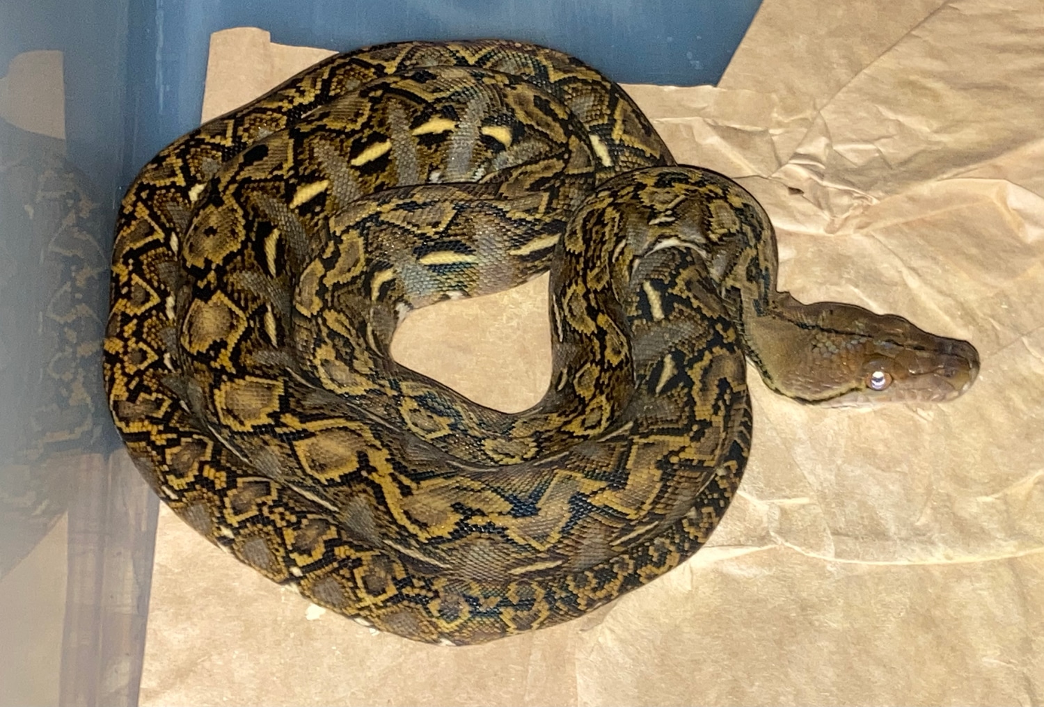 F1 100 Pure Ternate Island Dwarf Reticulated Python by