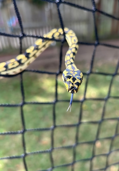 Beautiful Aberrant High Yellow Jungle Carpet Python by Heretics Exotics