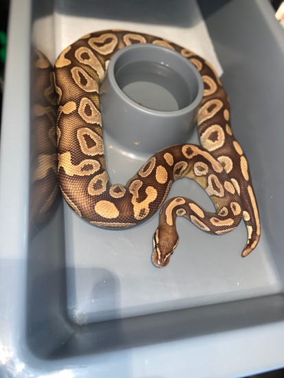 Highblush Ball Python by Jvk Reptiles Creation